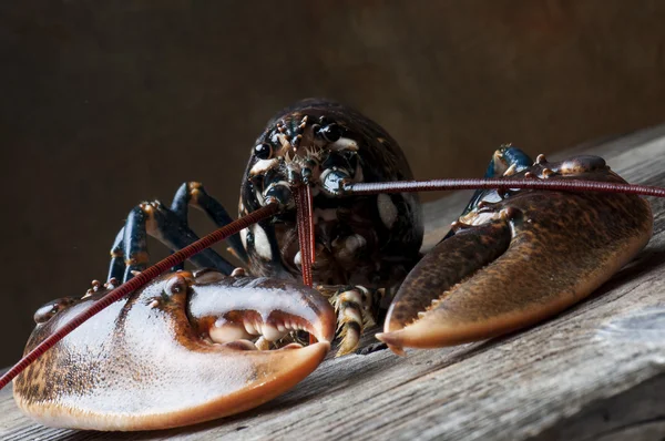 Kreeft — Stockfoto