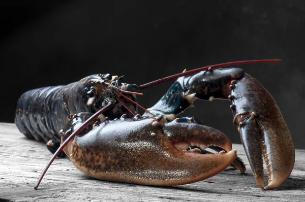 Lobster — Stock Photo, Image