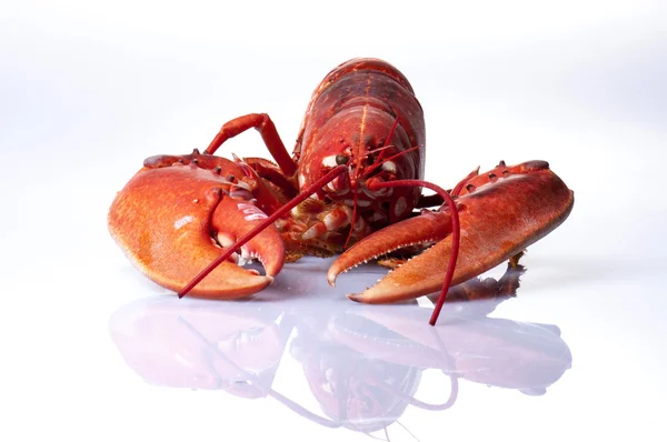 Lobster — Stock Photo, Image