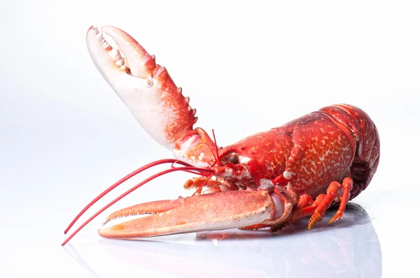 Lobster — Stock Photo, Image