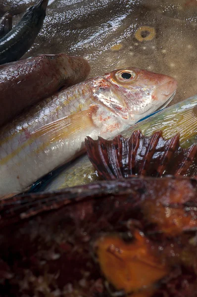 Fish dish — Stock Photo, Image