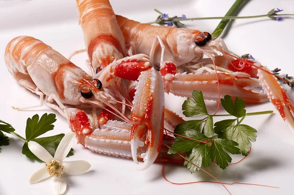 Verse scampi 's — Stockfoto