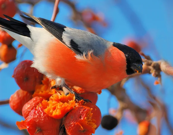 Pájaro en una rama en un huerto de manzanas — Foto de Stock