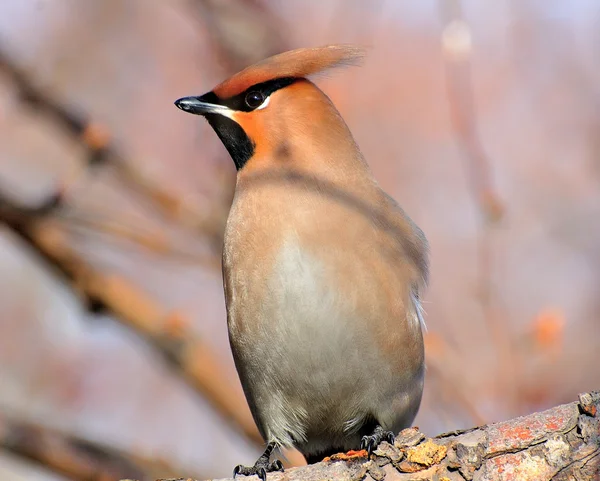 Vogel in een prachtige tuin — Stockfoto