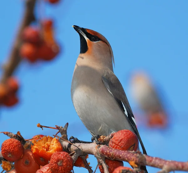 Vogel in een prachtige tuin — Stockfoto