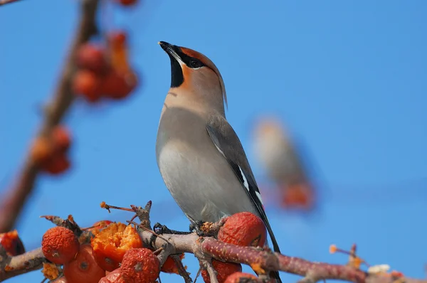 Pájaro en un hermoso jardín —  Fotos de Stock