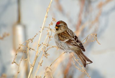 kuş redpoll