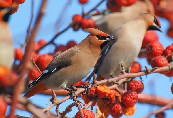 Madár waxwing — Stock Fotó