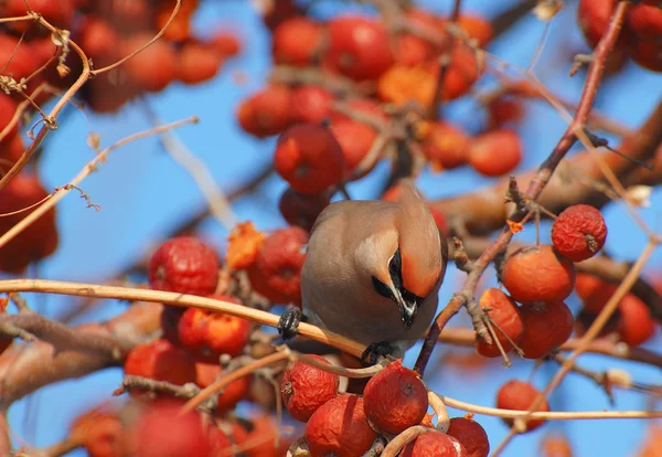 새 waxwing — 스톡 사진