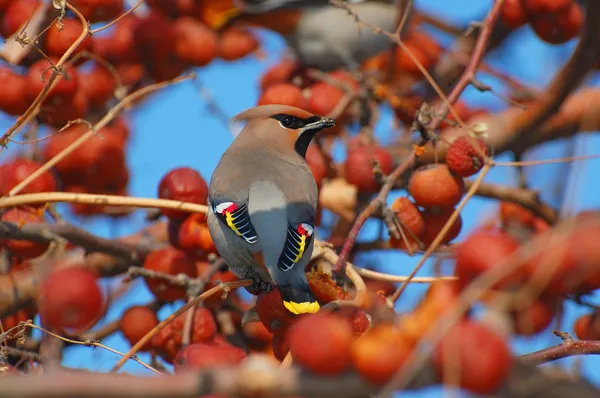 Vogel pestvogel — Stockfoto