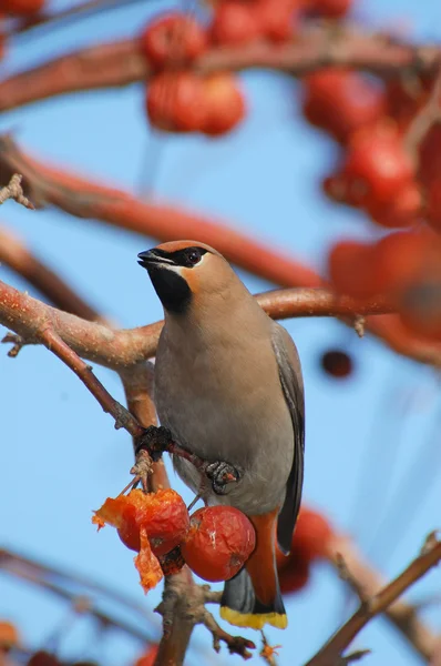 Bird waxwing — Stock Photo, Image