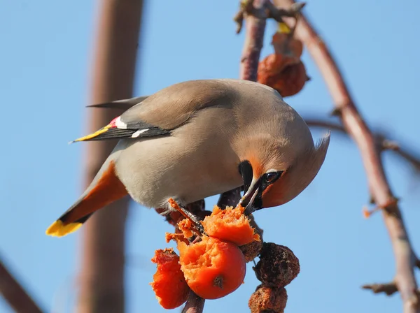 Ptačí waxwing — Stock fotografie