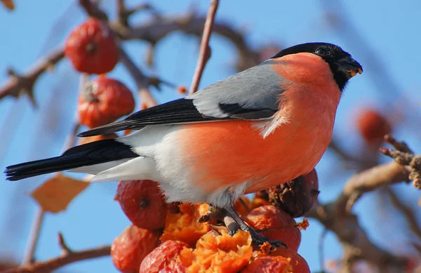 Ptačí bullfinch — Stock fotografie