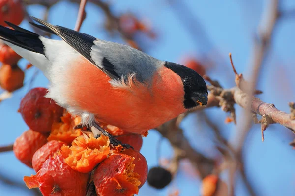 Bird bullfinch — Stock Photo, Image