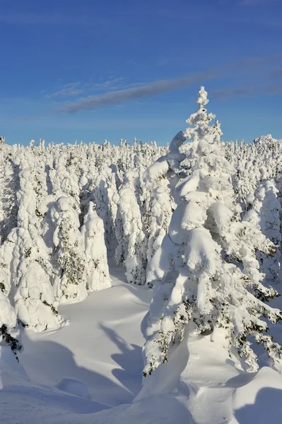 Winter bergen — Stockfoto