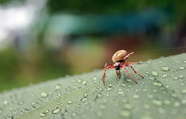 Uma Pequena Aranha Vermelha Marrom Bebe Água Superfície Uma Tenda — Fotografia de Stock