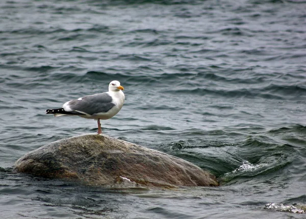 一只海鸥栖息在贝加尔湖背景下的石头上 凯恩斯 野生生物 — 图库照片