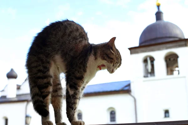 Tabby Šedá Kočka Pozadí Kostela Nejsvětější Trojice Svijazsku Tatarská Republika — Stock fotografie