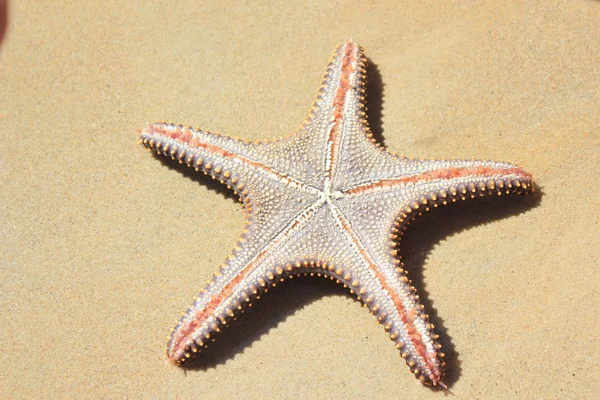 Морская звезда на песке, пляж, starfish, beach, sand, vacation, holiday, sea — Stock Photo, Image