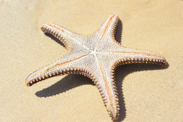 Морская звезда на песке, пляж, starfish, beach, sand, vacation, holiday, sea