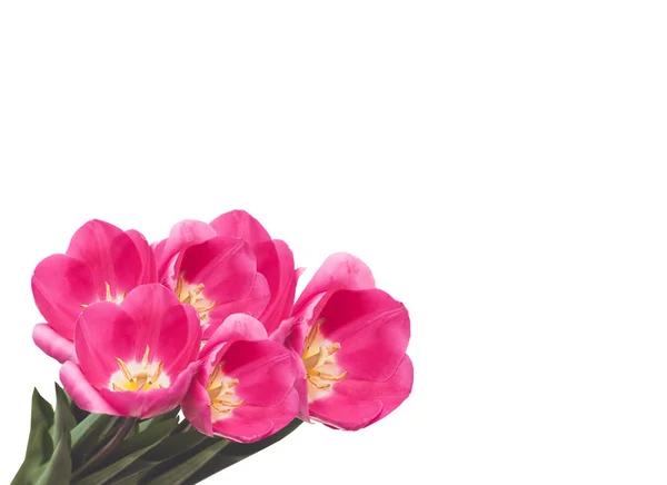Spring tulips isolated on white background. — Stock Photo, Image