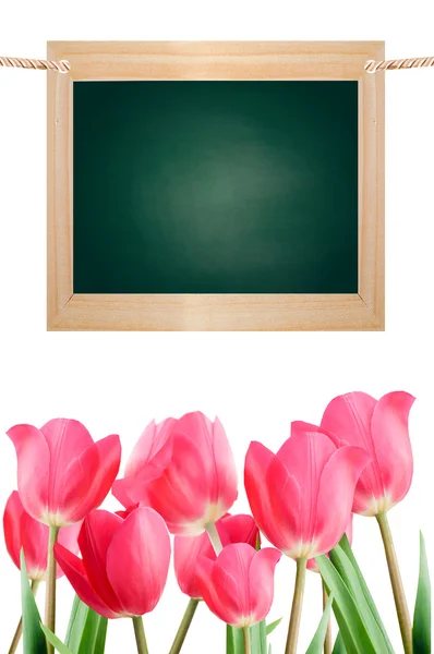 Spring Tulpen en schoolbord geïsoleerd op witte achtergrond. — Stockfoto