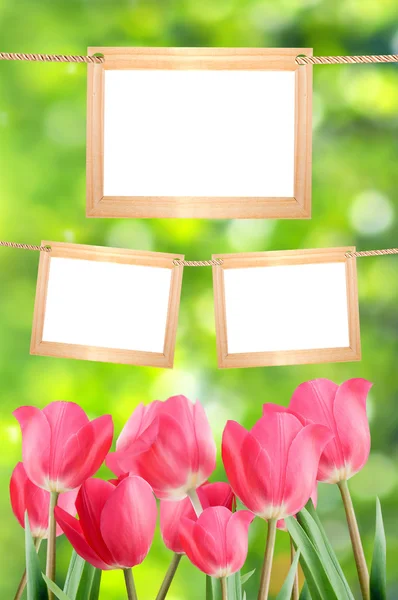 Molduras em branco em um fundo de tulipas vermelhas isoladas em branco. Pe. — Fotografia de Stock