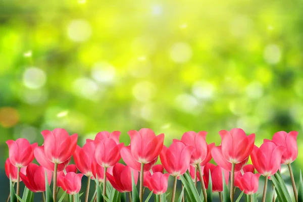 Spring tulips. — Stock Photo, Image