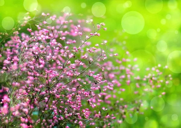 Spring purple flowers background. — Stock Photo, Image