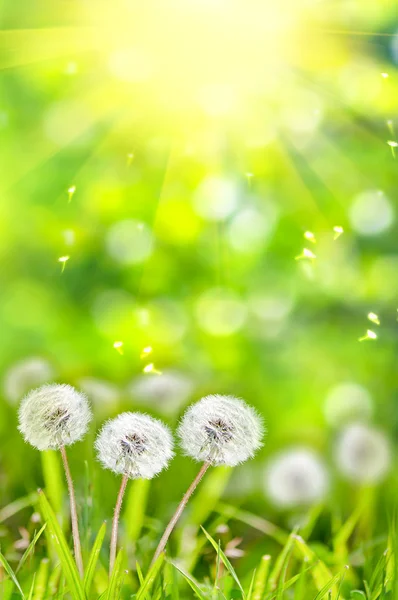 Paardebloemen in het gras op een groene achtergrond bokeh. — Stockfoto