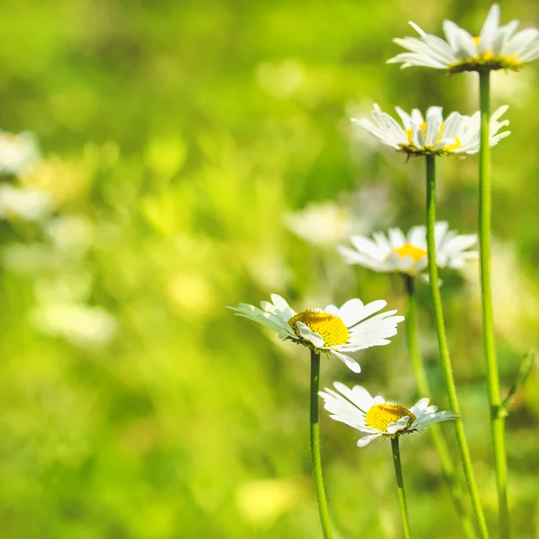 Wild daisies. — Stock Photo, Image