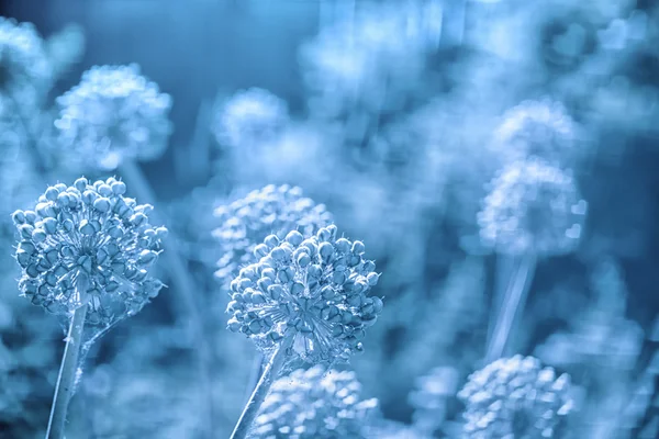 Fondo azul abstracto con flores y bokeh en forma de corazón . — Foto de Stock