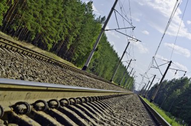 bir çam ormanda bir tren olduğunu.