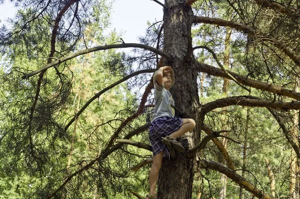 一个孩子爬到了棵松树在字段. — 图库照片