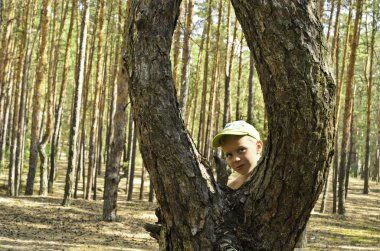 bir Çam ağacından bir çocuk dışarı peeks.