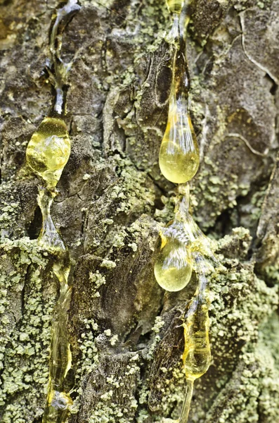 Drops of resin on the bark of pine-tree. — Stock Photo, Image