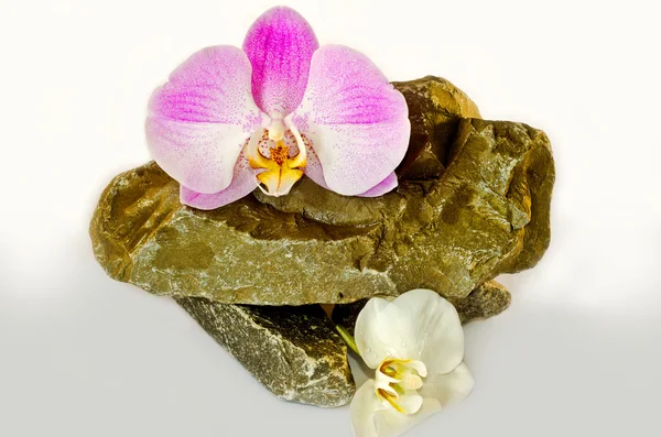 Zarte Orchideen liegen auf wilden Natursteinen auf weißem Hintergrund. — Stockfoto