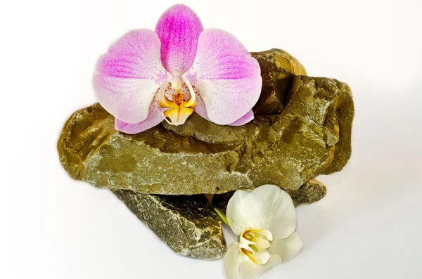 Las orquídeas tiernas mienten sobre piedras naturales salvajes sobre un fondo blanco . — Foto de Stock