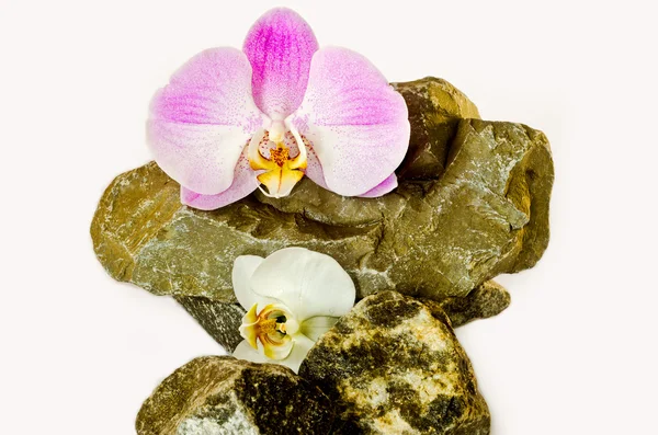 Las orquídeas tiernas mienten sobre piedras naturales salvajes sobre un fondo blanco . — Foto de Stock