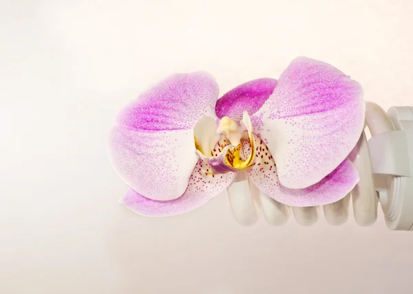 Fiore di orchidea con le gocce di umidità su da una la elettrica — Foto Stock