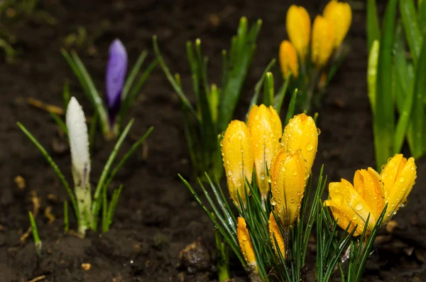 First spring flowers after a rain. — Stock Photo, Image