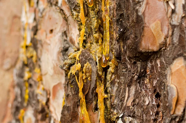 The drops of resin flow down on the bark of pine-tree a large pl — Stock Photo, Image