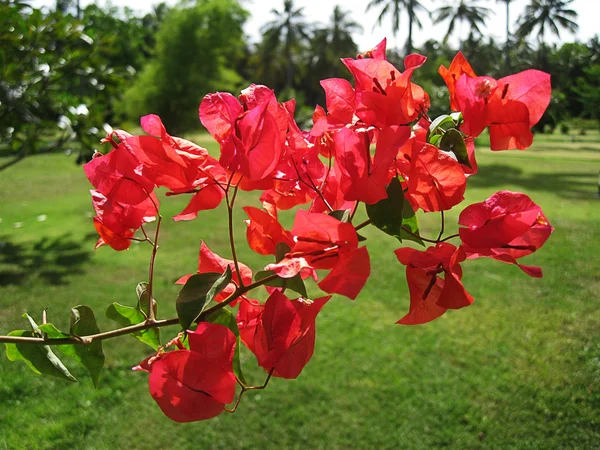 Červené květy — Stock fotografie