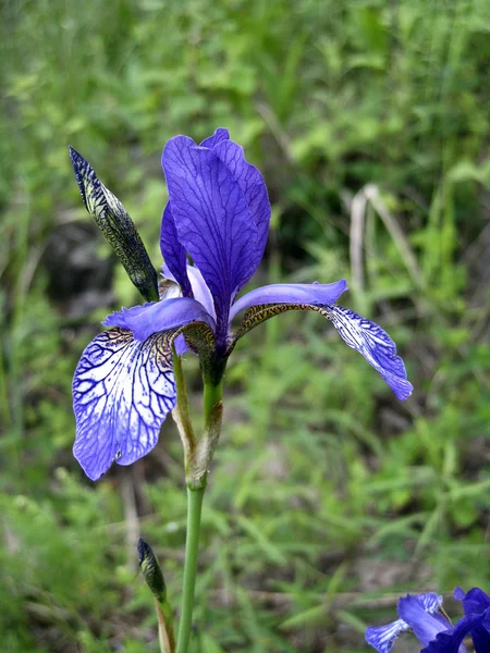 Mavi iris — Stok fotoğraf