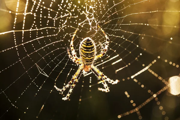 Cobweb en el rocío de la mañana — Foto de Stock