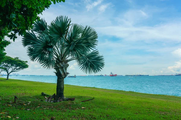 Singapur, 25 Mayıs 2018: Gündüz vakti gezinti güvertesinde bitki örtüsü bulunan deniz kıyısı