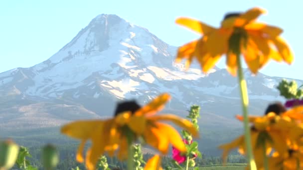 Rack Focus Flowers and Mountain — Stock Video