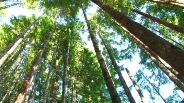 kamera dönen düşük açılı gür ile vurdu