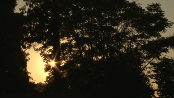Tidig morgonsolen går upp genom träden vid soluppgången, tidsinställd. — Stockvideo