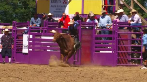 Tragedia di equitazione toro rodeo — Video Stock